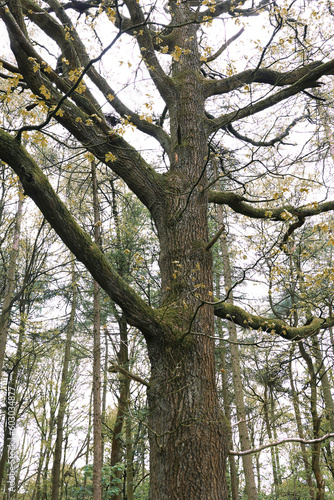 Woodland scene with tree trunk closeup © Shy Radar