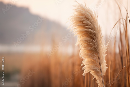 Beige, feathery pampas grass with a soft evening light in the background. Nature, decorative wild meadow. Summer, autumn evening, romantic mood. Generative AI 