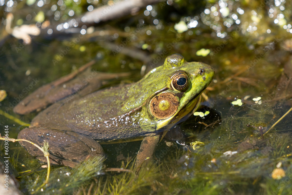 American bullfrog (Lithobates catesbeianus) in pond close-up portrait American bullfrog (Lithobates catesbeianus) in pond close-up portrait