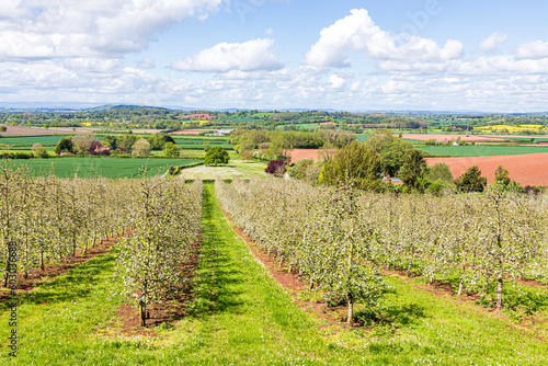 A modern apple orchard in blossom near Castle Frome in the Frome Valley  Herefordshire  England UK