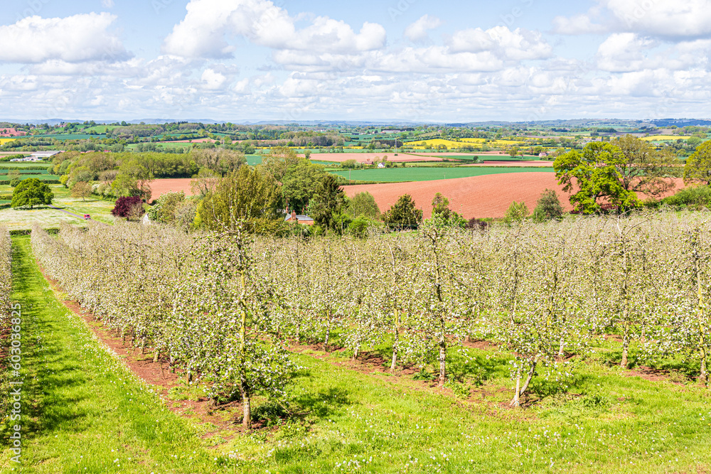 A modern apple orchard in blossom near Castle Frome in the Frome Valley, Herefordshire, England UK