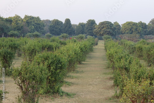 path in the forest