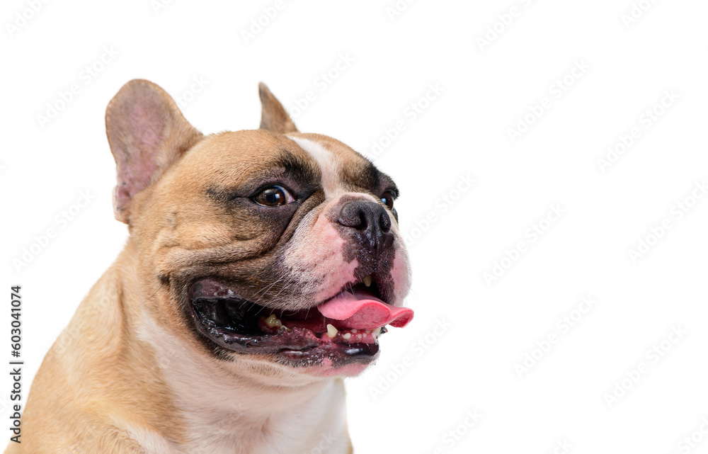 SIde view of cute French bulldog isolated on white background. pet and animal