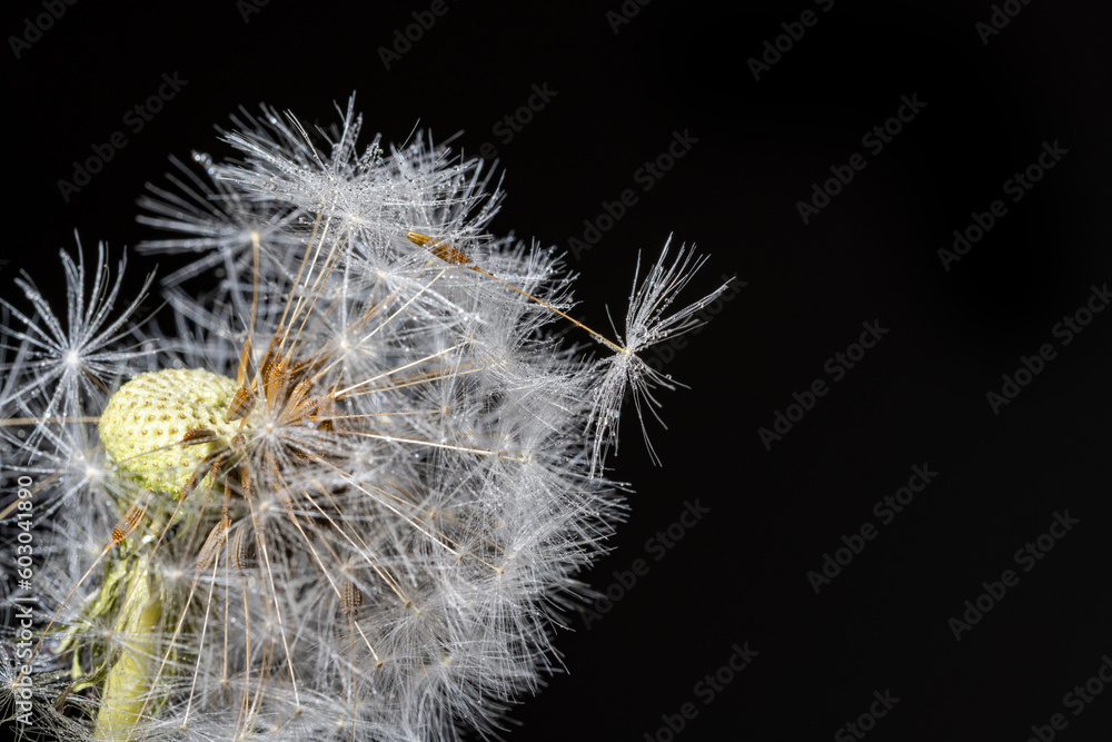 Fototapeta premium Close up, macro shot of stem of dandelion tipped with few seeds