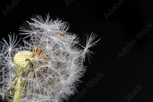 Close up  macro shot of stem of dandelion tipped with few seeds