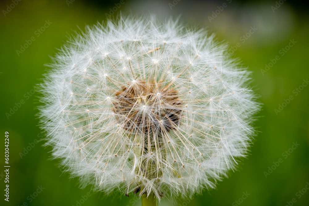 Fototapeta premium Close up of two dandelions on a meadow