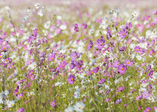 A large field of white and pink Cosmos wild flowers blooming in the sunshine