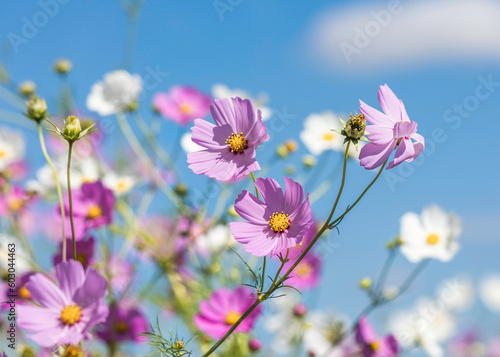 Fototapeta Naklejka Na Ścianę i Meble -  White and pink Cosmos flowers blooming in the sunshine 