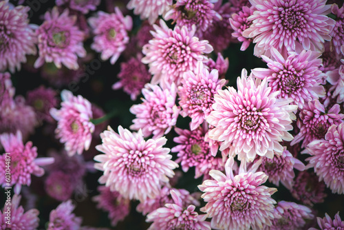 Beautiful pink chrysanthemum background  Top view and flower