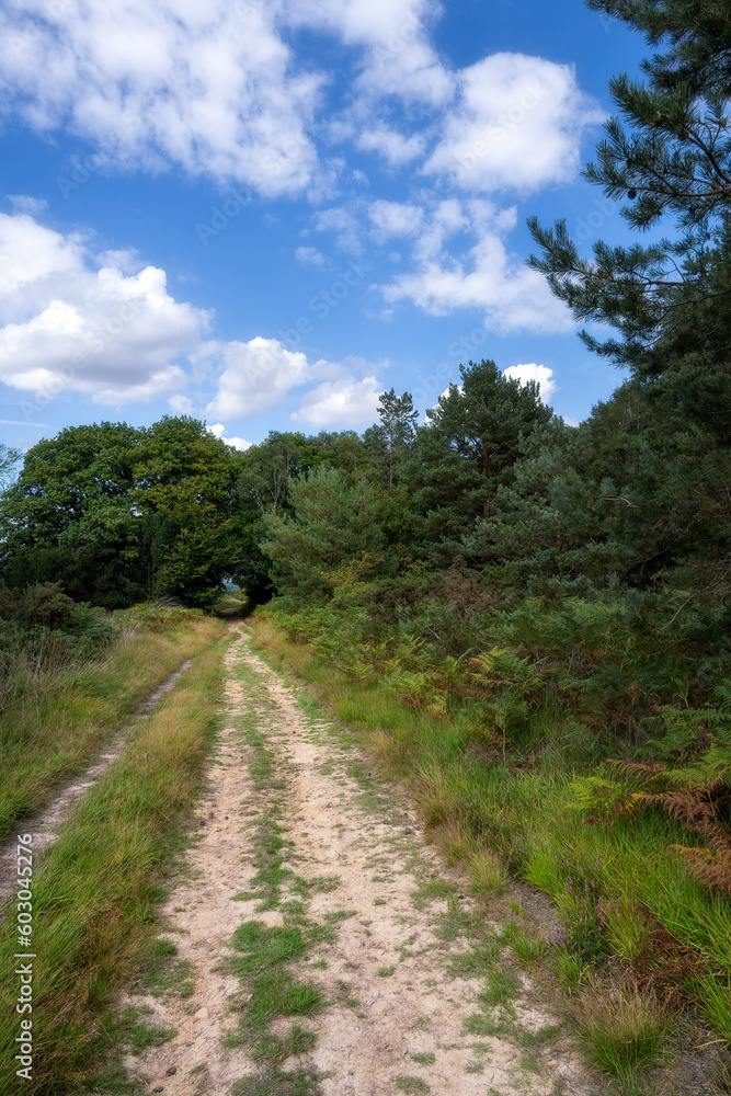 Walking on a path in Ashdown forest on a summer afternoon
