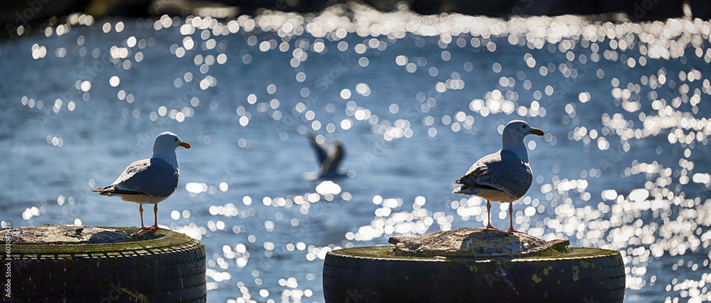 Ptak morski siedzi nad wodą w blasku słońca, widok.  - obrazy, fototapety, plakaty 