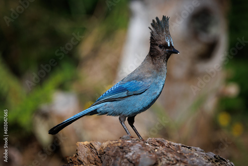 Steller's Jay