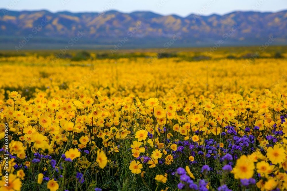 Wildflower Superbloom