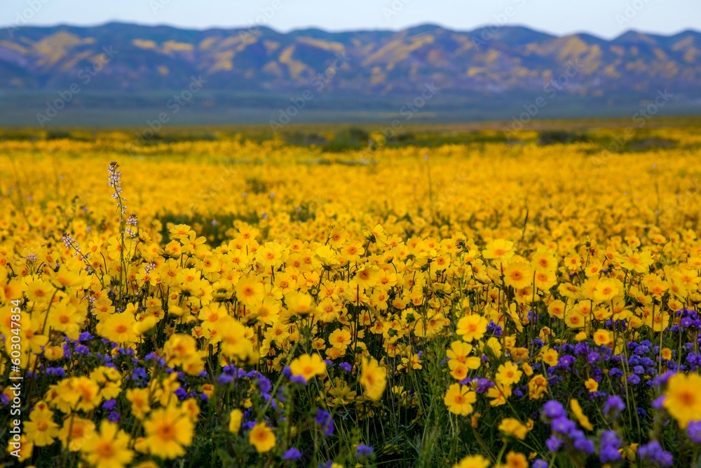 Fototapeta premium Wildflower Superbloom