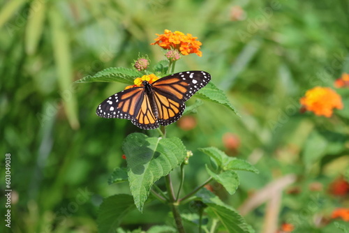 Monarch butterfly on flower © Mariana