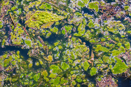  water pollution with growth of green algae