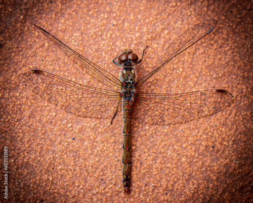 close up of a dragonfly