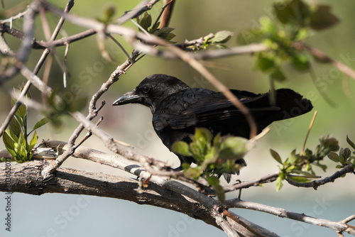 American Crow in the trees