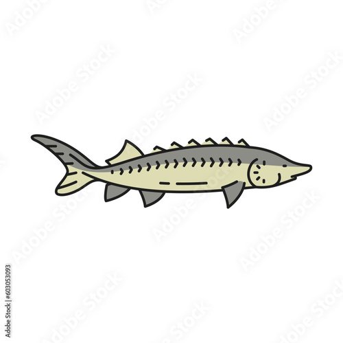 Fishing industry sturgeon fish outline icon. Seafood gourmet meal, restaurant fish meat or caviar menu pictogram, food market outline vector sign. Fishing industry delicacy or catch thin line icon