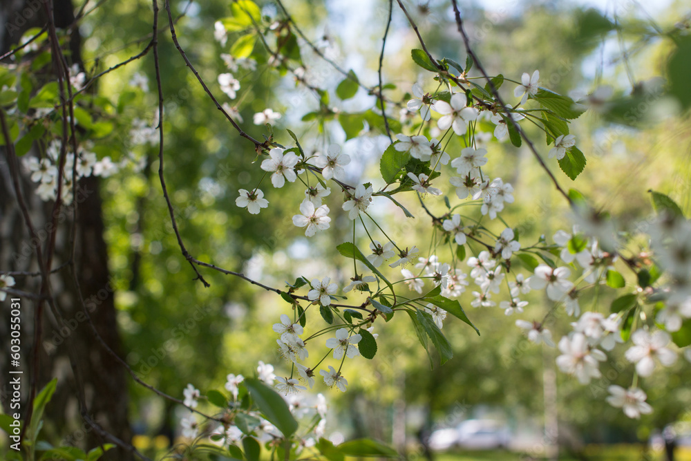 Cherry blossom tree. Flowering in the garden, the concept of the village Cherry blossom tree. Flowering in the garden, the concept of the village