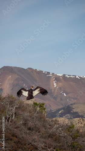 Condor Andino photo