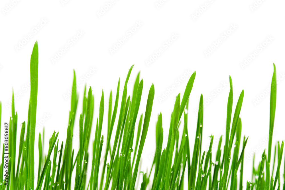 Fresh grass with dew drops isolated on white Fresh grass with dew drops isolated on white