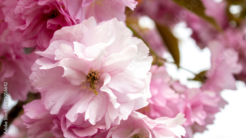 Pink blooming cherry tree in spring