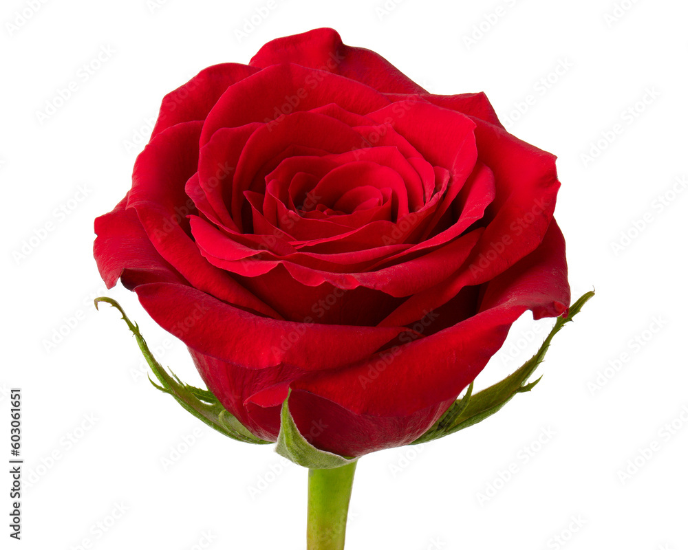 Naklejka premium Red rose. Rose flower. Flowers for florist shop. Plant petals. Good for bouquet on wedding, marriage, anniversary, celebration birthday, dating, valentine day or greeting card. Isolated background.
