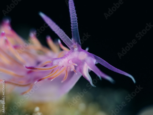 nudibranch flabellina underwater  photo