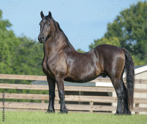 Senior aged Friesian horse stallion with swayback standing in paddock