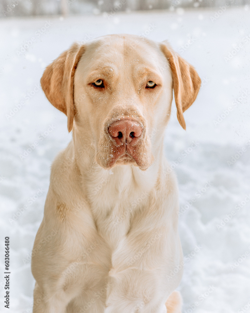 dog in snow dog in snow