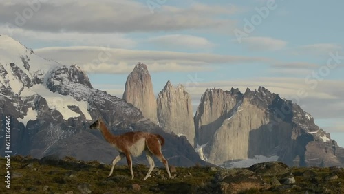 Wild guanaco walking in a natural park Torres del Paine in Patagonia in Chili with three famous peaks Torres behind. Epic view. Slow motion. High quality FullHD footage photo