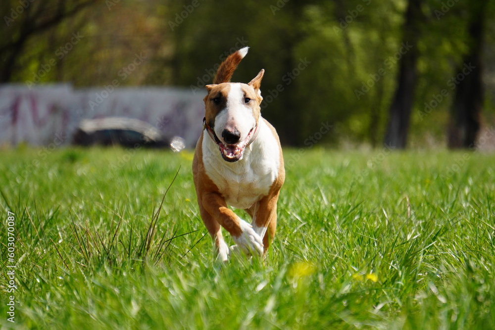bull terrier running on the grass
