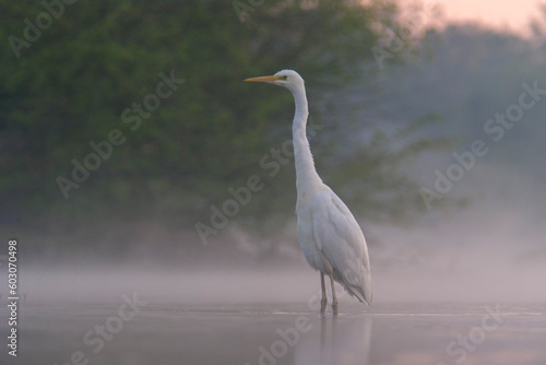 Great Egret Standing in a River in the Mist, Evening - Photograph © Reschke Photography