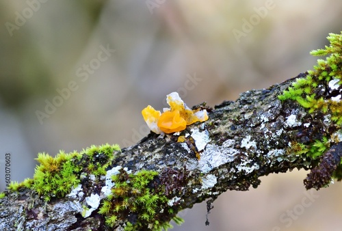 Goldgelbe Zitterling (Tremella mesenterica) photo