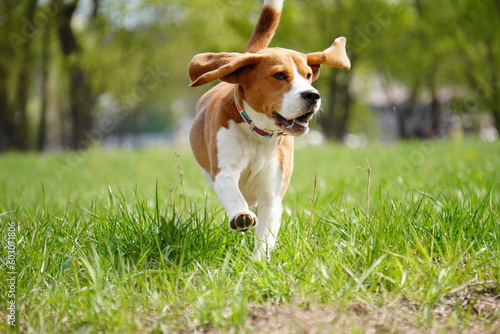 Fototapeta Naklejka Na Ścianę i Meble -  beagle running in grass