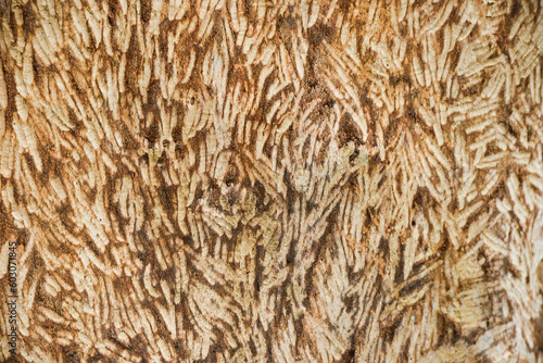 The texture of a tree trunk in the forest nibbled by wild animals.