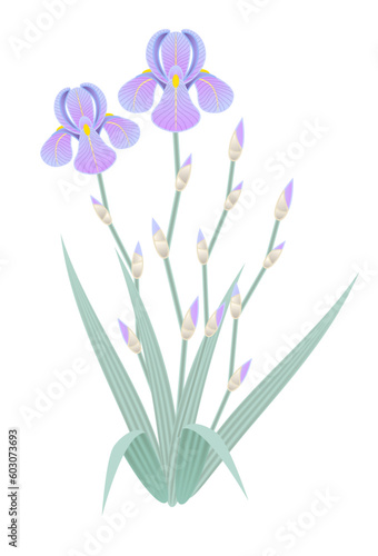 Bearded Iris vector
