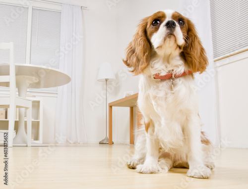 Portrait of dog in living room. Horizontally framed shot.