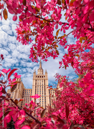 The view on the residential Stalinist high-rise building on Kudrinskaya Square and Pink apple blossom. Skyscraper on Barrikadnaya in flowers.  Stalinist skyscrapers.  Moscow, Russia. 