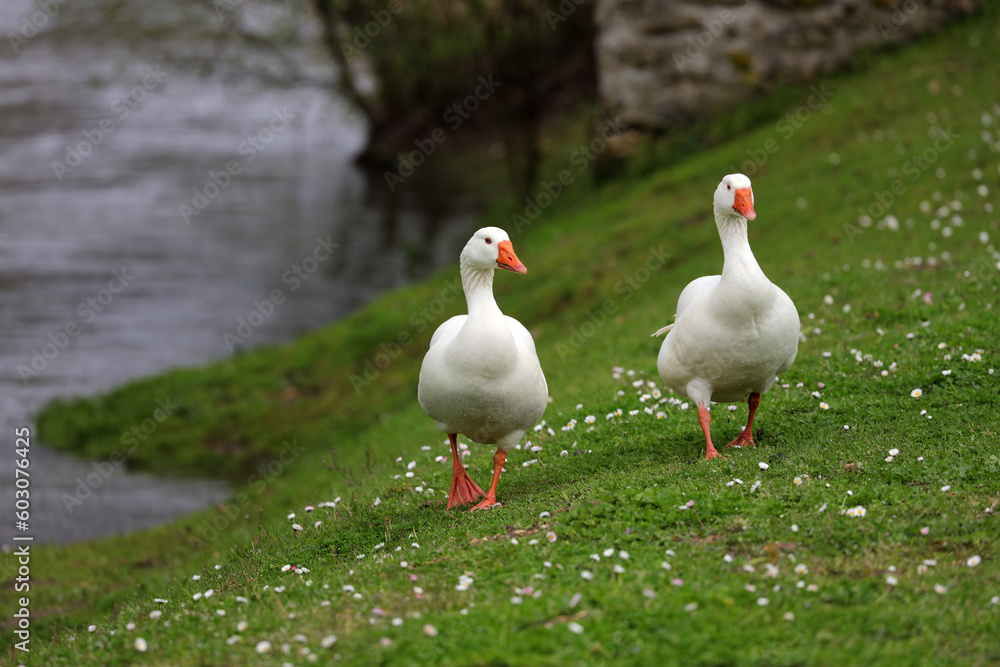 Obraz premium White domestic geese - Anser anser - Chevreuse - Yvelines - Ile-de-France - France
