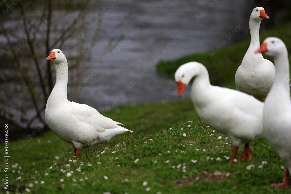 White domestic geese - Anser anser - Chevreuse - Yvelines - Ile-de-France - France White domestic geese - Anser anser - Chevreuse - Yvelines - Ile-de-France - France