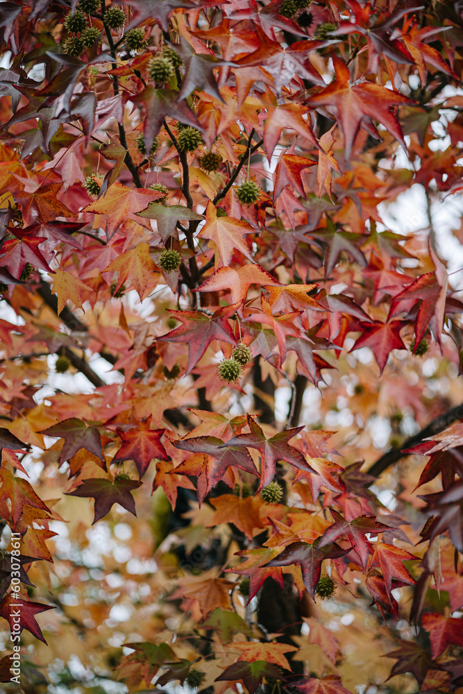 Fall Leaf Wall