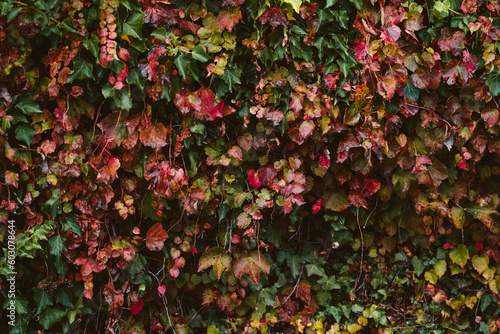 Fall Leaf Wall