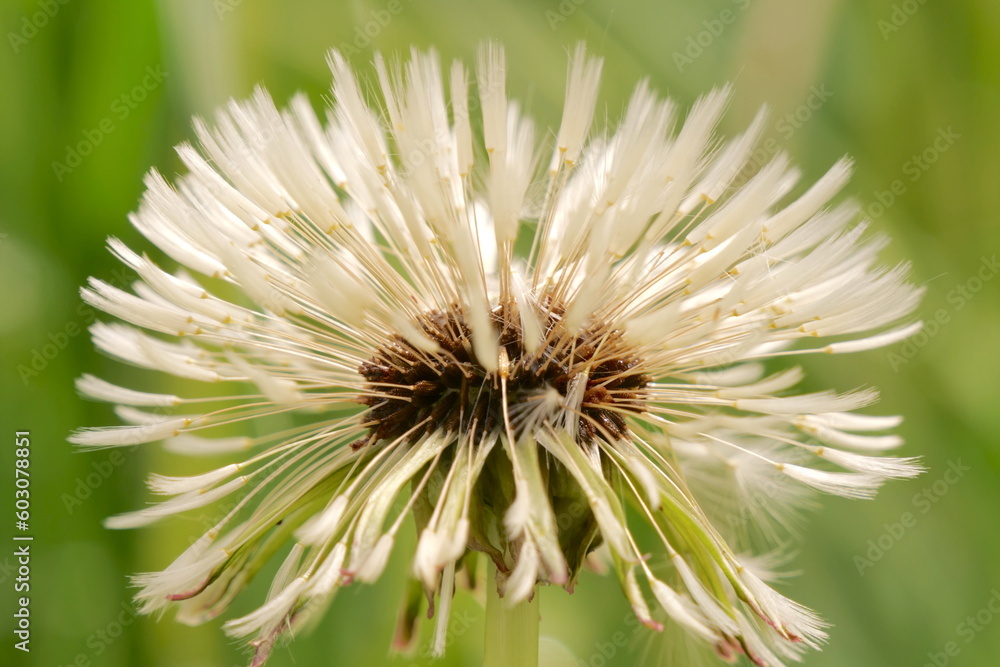 wet dandelion in the morning close up wet dandelion in the morning close up