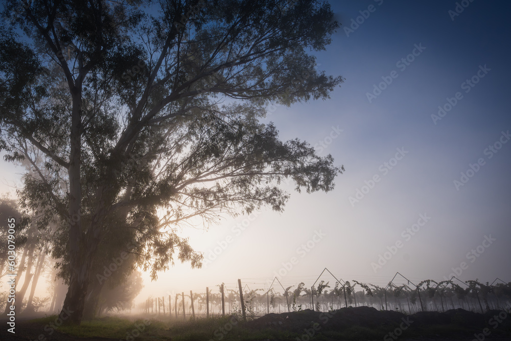 Fototapeta premium Blue Hour Dawn in San Miguel de Allende Vineyard