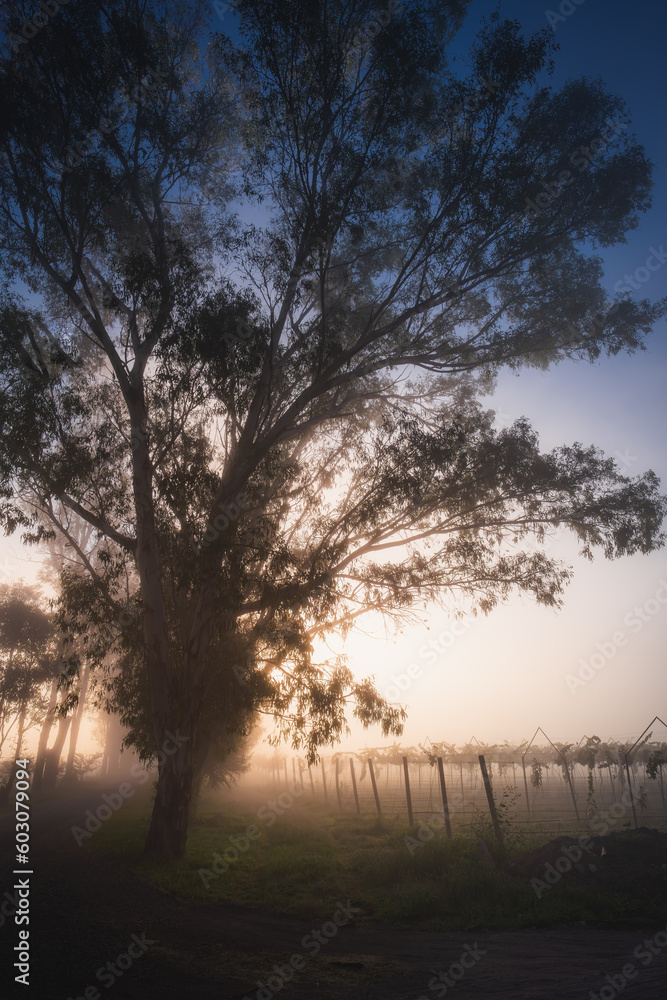 Blue Hour Vineyard and Tree Silhouette at Dawn Blue Hour Vineyard and Tree Silhouette at Dawn