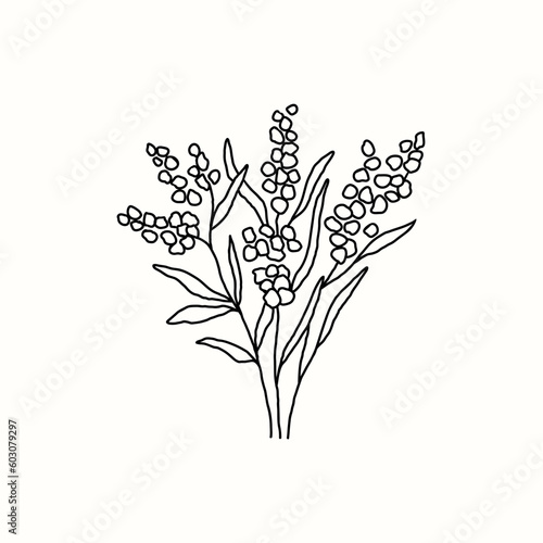 Line art vector wattle illustration