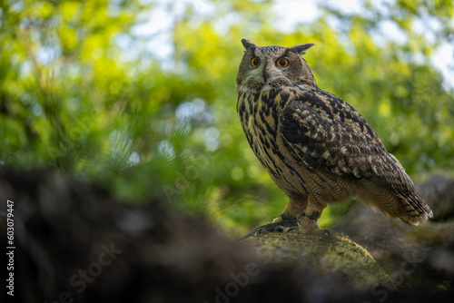 An Eurasian Eagle Owl sitting on a branch perch in a woodland setting
