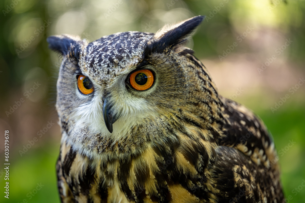 Fototapeta premium An Eurasian Eagle Owl staring at something out of shot in a woodland setting